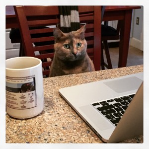 Cat at computer